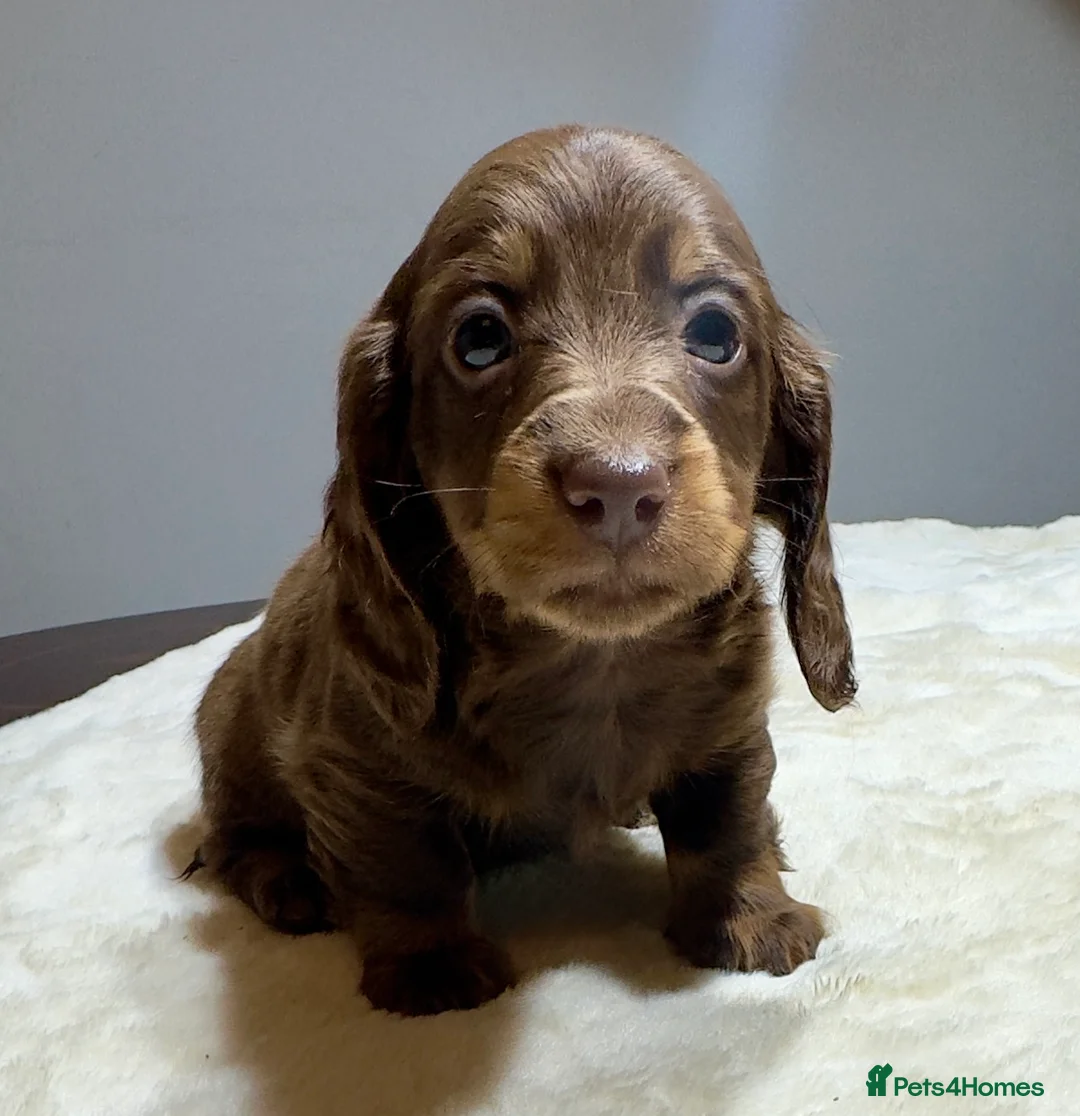 Miniature Dachshund dogs for sale: Long Hair Dachshund miniature Dapple - Advert 17