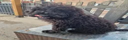 Cockapoo dogs for sale: Full Vaccinations READY NOW Show Cockapoo F1b - Advert 3