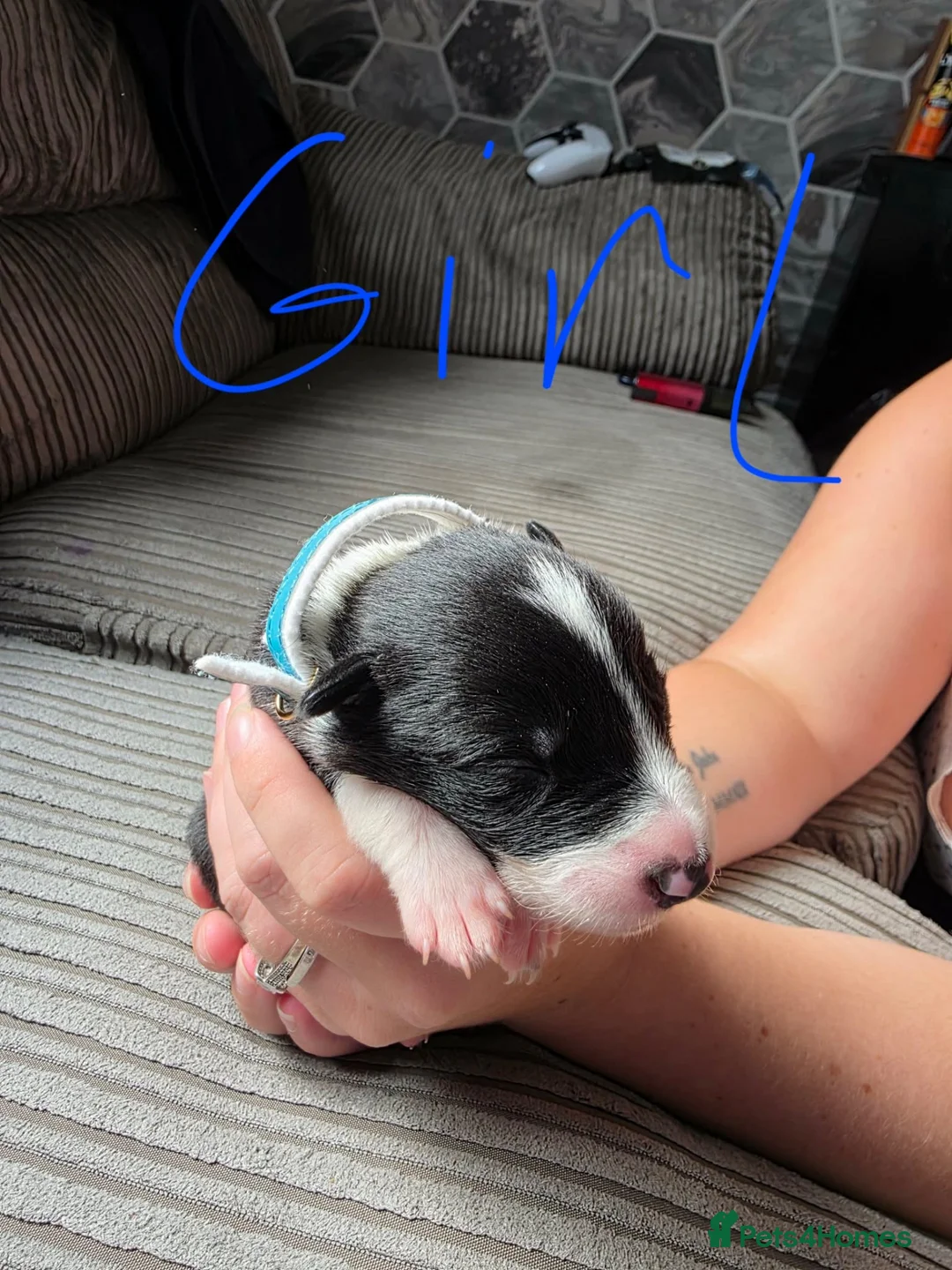 Border Collie dogs for sale: Border collie puppies  - Advert 10
