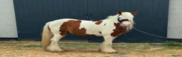 Irish Cob horses for sale: RED & WHITE TRADITIONAL MINI COB GELDING YOUNG - Advert 3