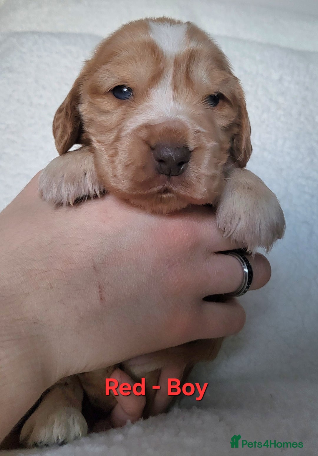 Cocker Spaniel dogs for sale: Stunning KC Registered Show Cocker Spaniel Puppies - Advert 6