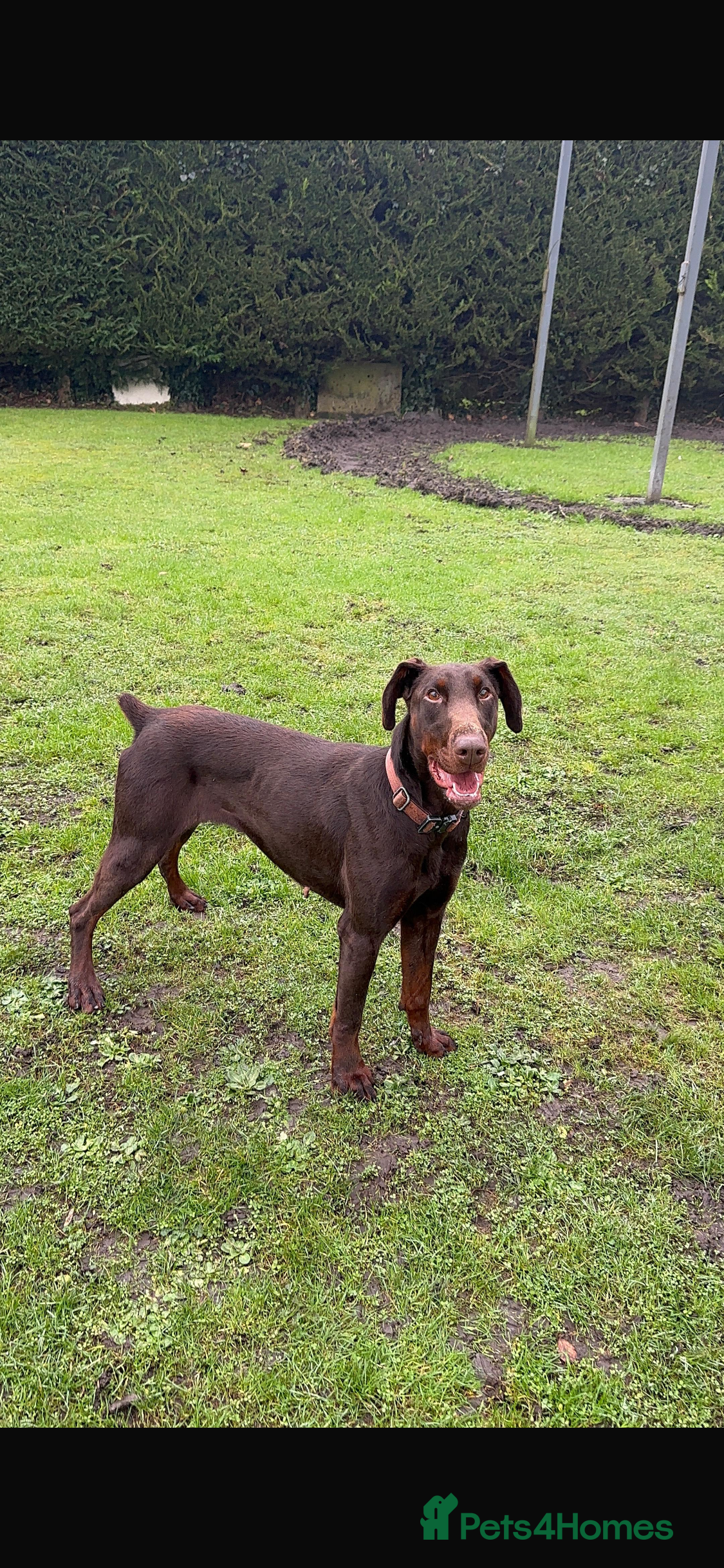 Dobermann dogs Superb rare champion working Dobermans 🇺🇸🇳🇱  - Advert 1