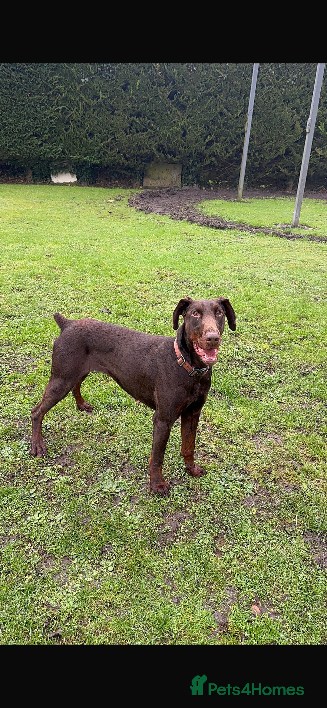 Dobermann dogs for sale: Superb rare champion working Dobermans 🇺🇸🇳🇱  - Advert 2