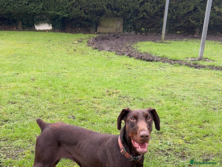 Dobermann dogs Superb rare champion working Dobermans 🇺🇸🇳🇱 - Advert 1