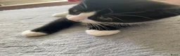 Mixed Breed cats for sale: Two beautiful black & white female kittens - Advert 14