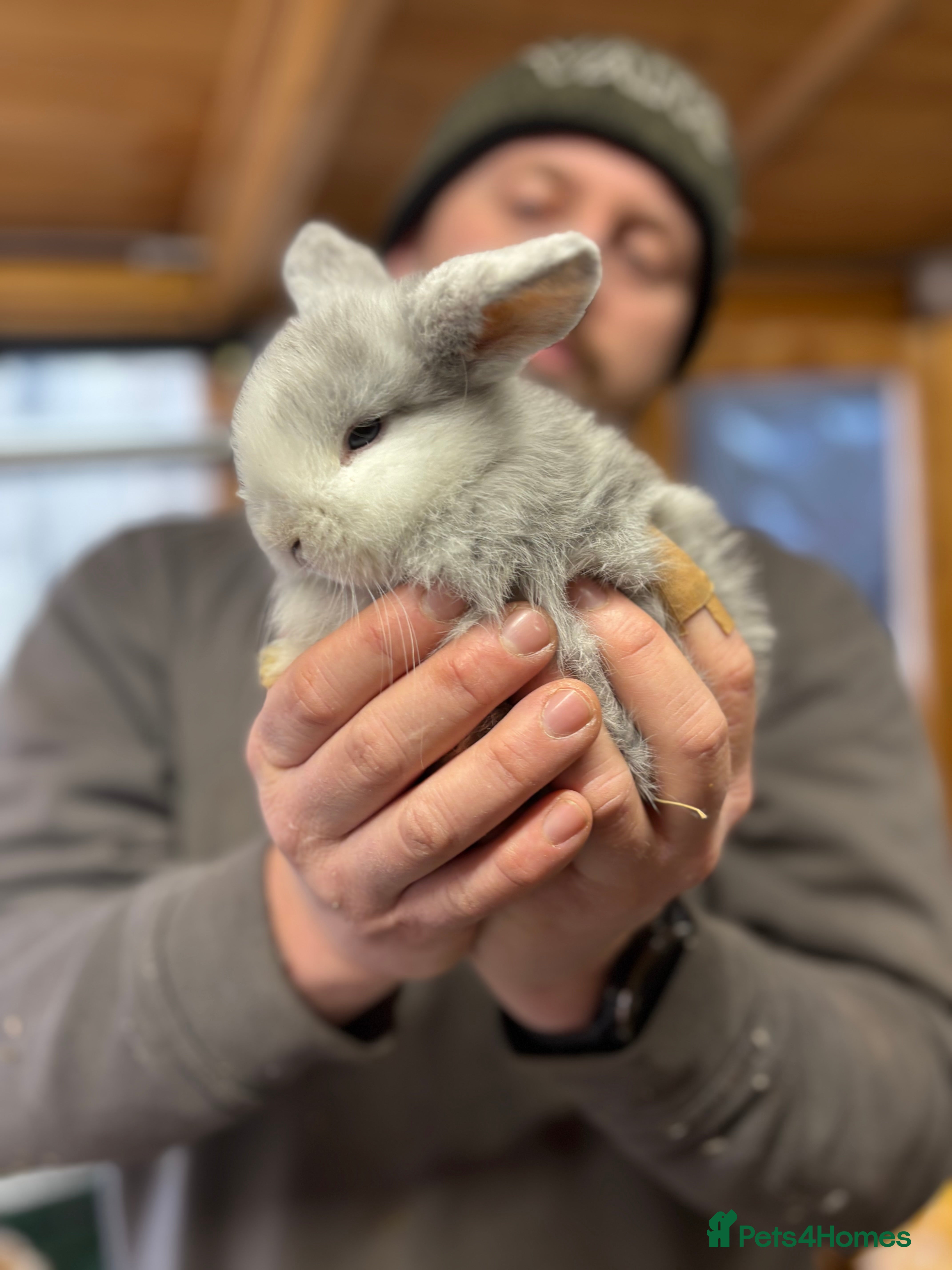 Mini Lop rabbits White & Blue Mini Lops - Advert 3