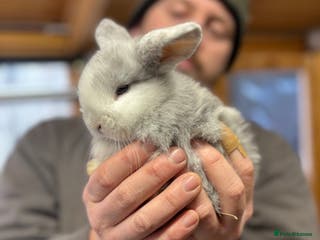 Mini Lop rabbits White & Blue Mini Lops - Advert 1