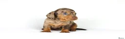 Miniature Dachshund dogs for sale: Miniature dachshund beautiful litter - Advert 30