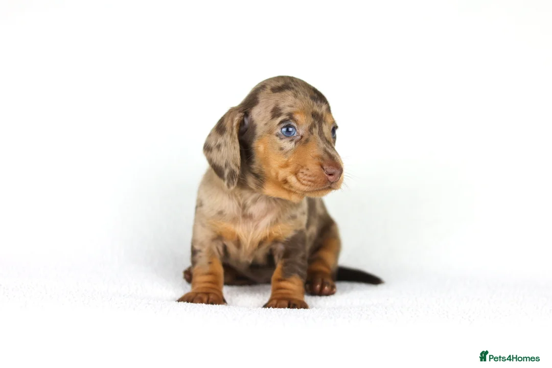 Miniature Dachshund dogs for sale: Miniature dachshund beautiful litter - Advert 30