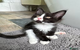 Maine Coon cats for sale: TICA registered large MaineCoon polydactyl kittens - Image 8