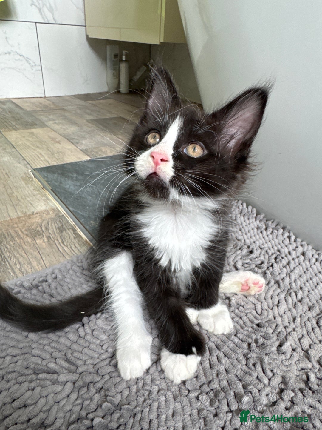 Maine Coon cats for sale: TICA registered large MaineCoon polydactyl kittens - Image 8