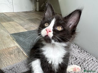 Maine Coon cats - Advert 14