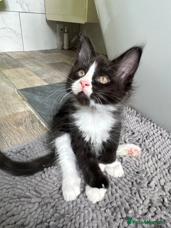 Maine Coon cats - Advert 1