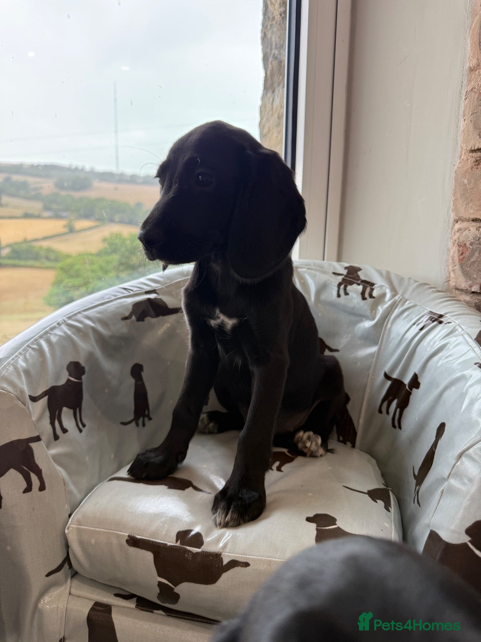Cockerdor dogs Cockerdor puppies Labrador X Cocker Spaniel  - Advert 2