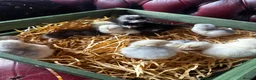 Chickens poultry for sale: Adorable Lilac Pekin Bantams & Mixed Chicks in Port Talbot - Advert 11