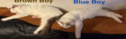 Ragdoll cats for sale: Amazing Ragdoll Brothers.  - Advert 1