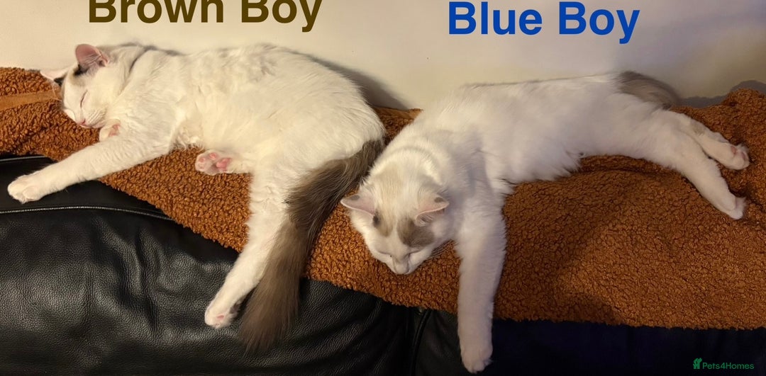 Ragdoll cats for sale: Amazing Ragdoll Brothers.  - Advert 1