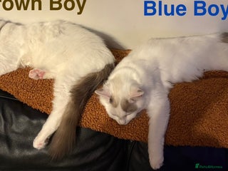 Ragdoll cats Amazing Ragdoll Brothers. - Advert 1