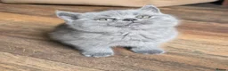 British Shorthair cats for sale: Beautiful British Shorthair Longhair Kittens TICA - Advert 2