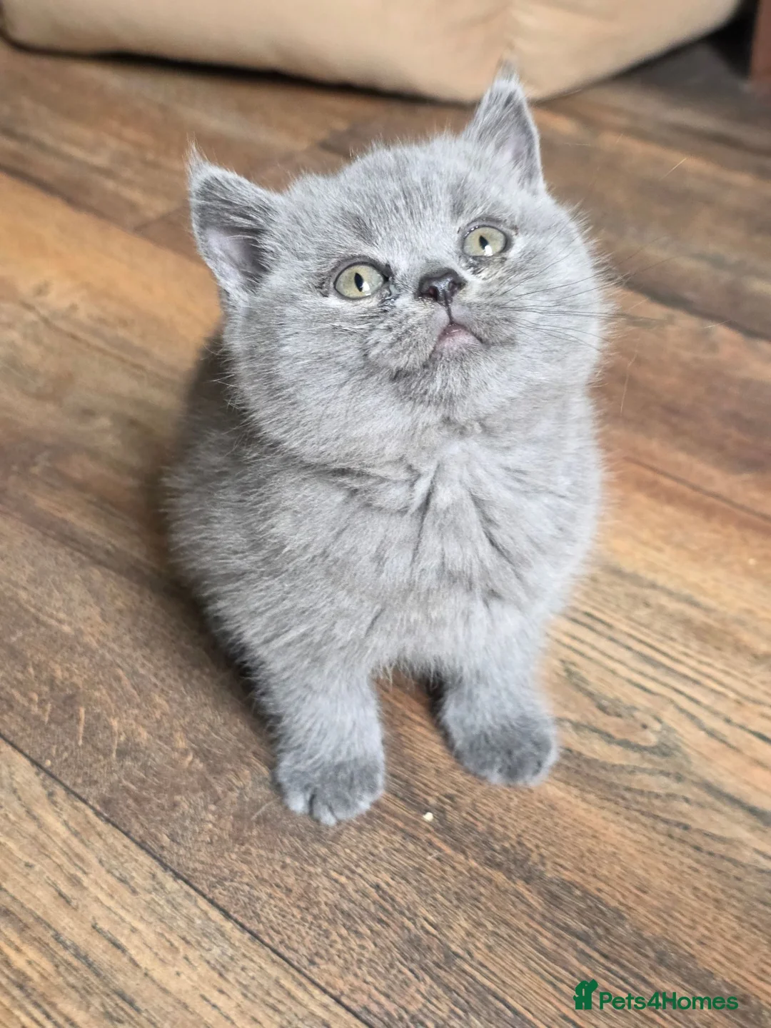 British Shorthair cats for sale: Beautiful British Shorthair Longhair Kittens TICA - Advert 2