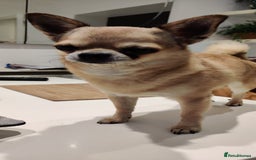 Chihuahua dogs for sale: Two Beautiful Female Chihuahua Puppies - Image 9