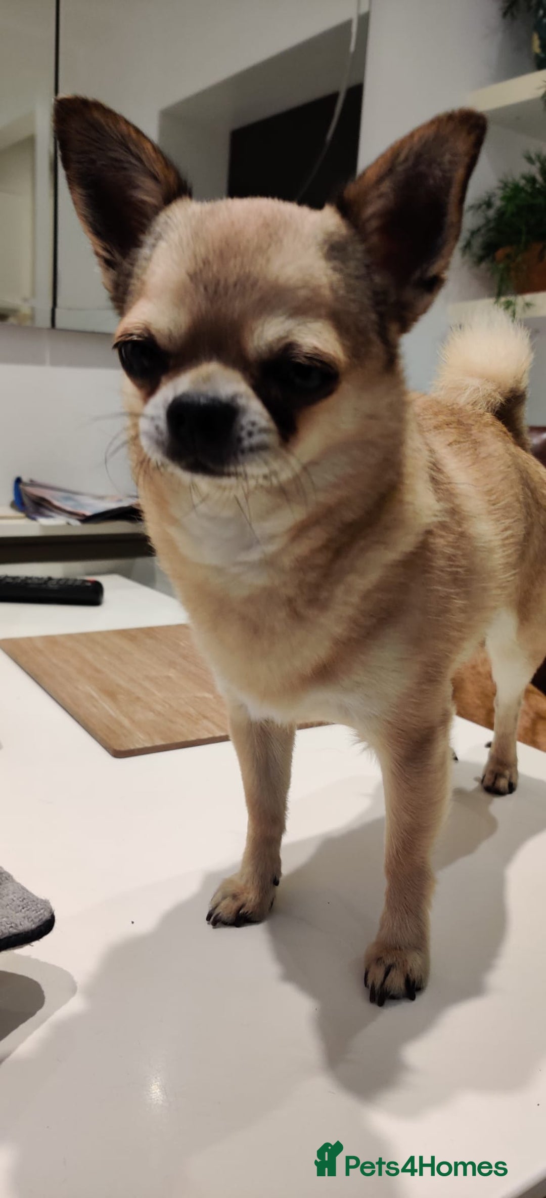 Chihuahua dogs for sale: Two Beautiful Female Chihuahua Puppies - Image 9