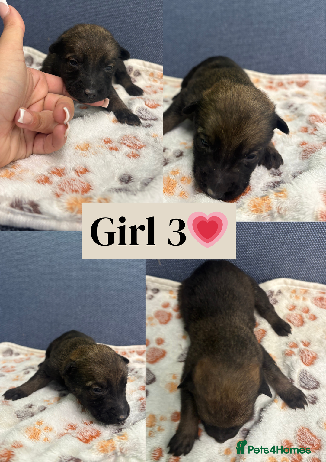 Belgian Shepherd Dog dogs for sale: 🐾Belgian Malinois Puppies Looking for Homes🐾 - Advert 5