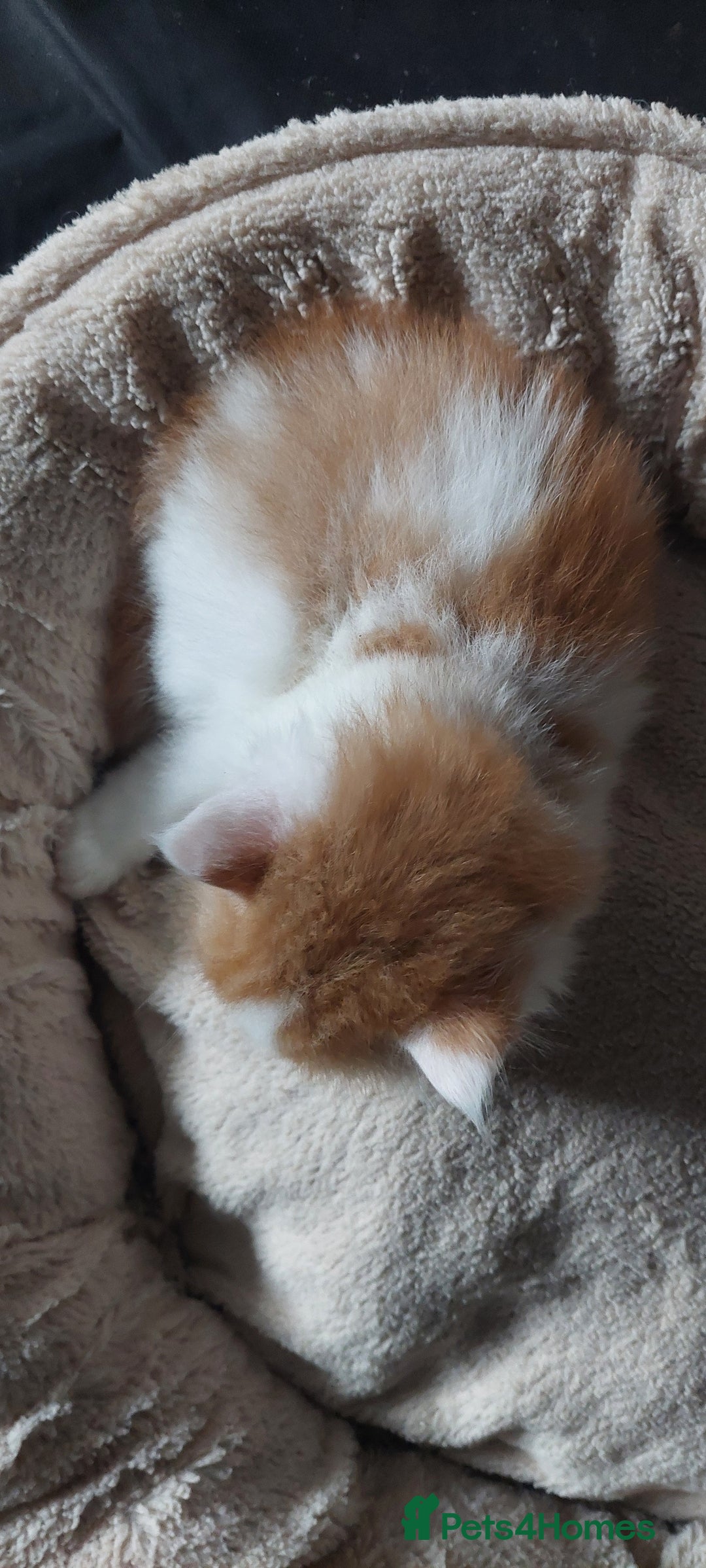 Mixed Breed cats for sale: 3 fluffy kittens - Advert 10