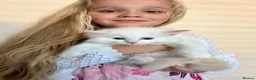 Ragdoll cats for sale: Stunning GCCF reg kittens, reputable breeder - Advert 12