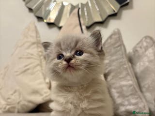 Ragdoll cats ☁️ 5 beautiful purebred ragdoll kittens☁️ - Advert 3