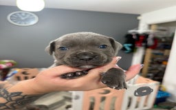 Mixed Breed dogs for sale: staffy x cane corso  - Image 11
