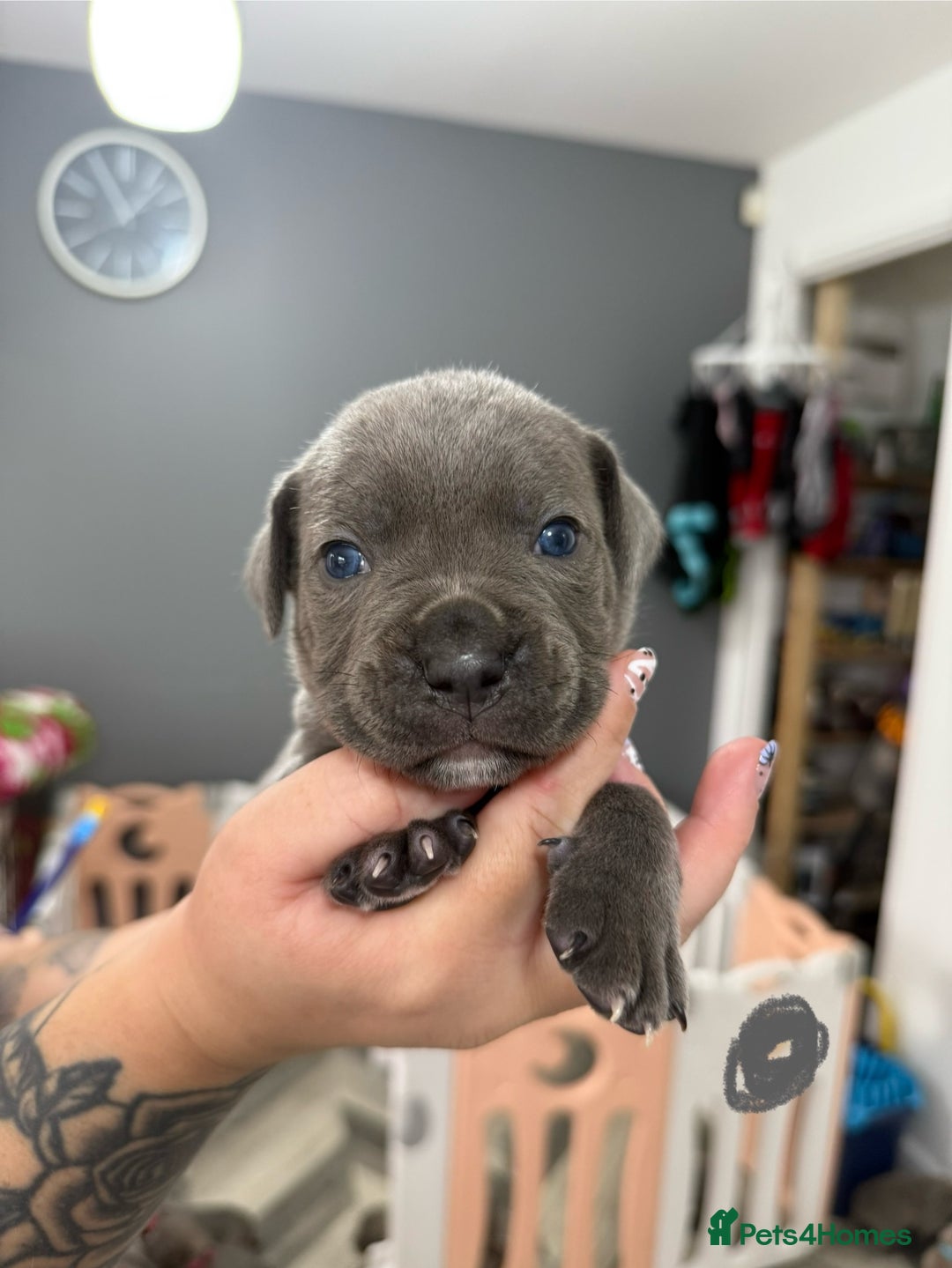 Mixed Breed dogs for sale: staffy x cane corso  - Image 11
