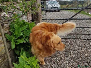 Golden Retriever dogs in Dunblane - Advert 14