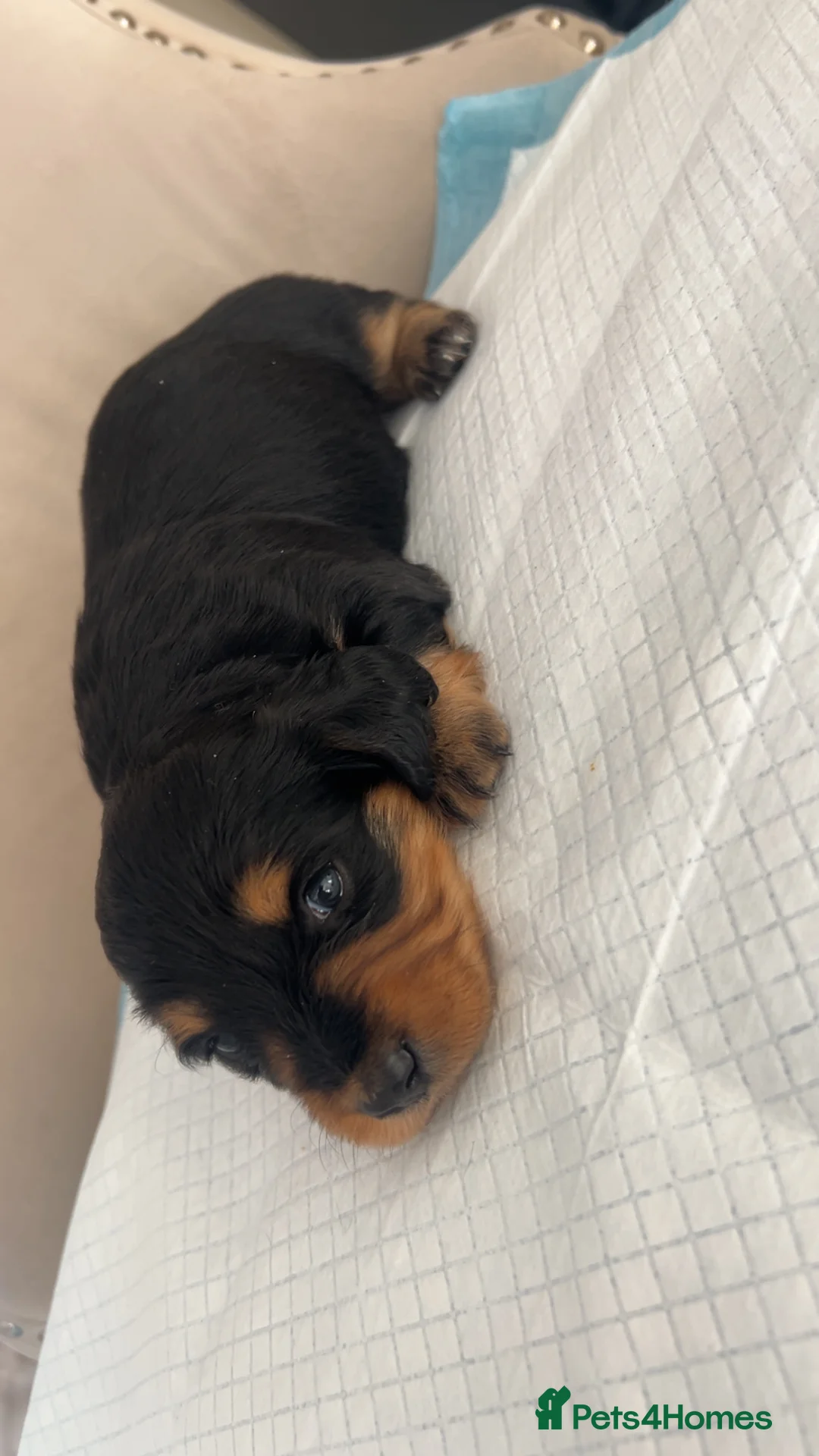 Miniature Dachshund dogs for sale: Adorable miniature dachshunds 💙💖 in Maidstone - Advert 13