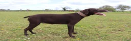 German Shorthaired Pointer dogs for sale: Beautiful KC GSP Puppies - Advert 11