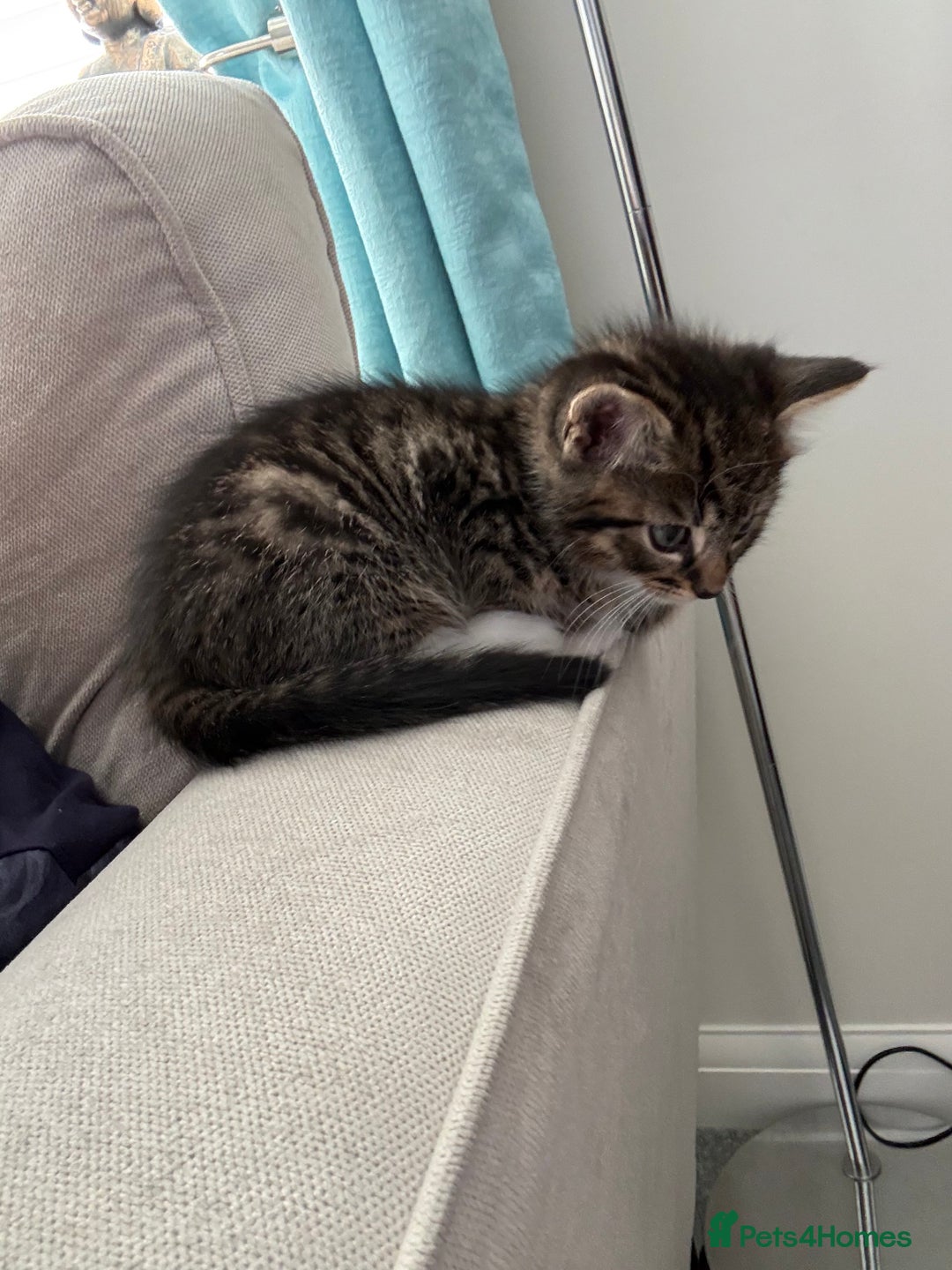 Mixed Breed cats for sale: Mainecoon mix kitten - Advert 2