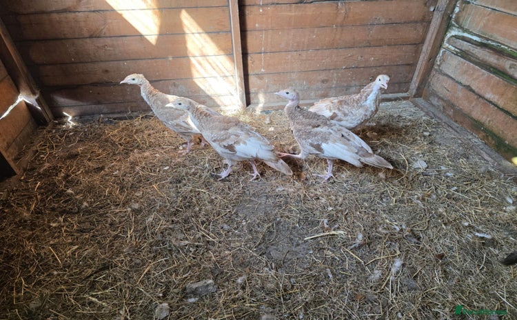 Turkeys poultry - Advert 1