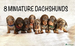 Miniature Dachshund dogs for sale: 8 MINIATURE DACHSHUNDS - Advert 1