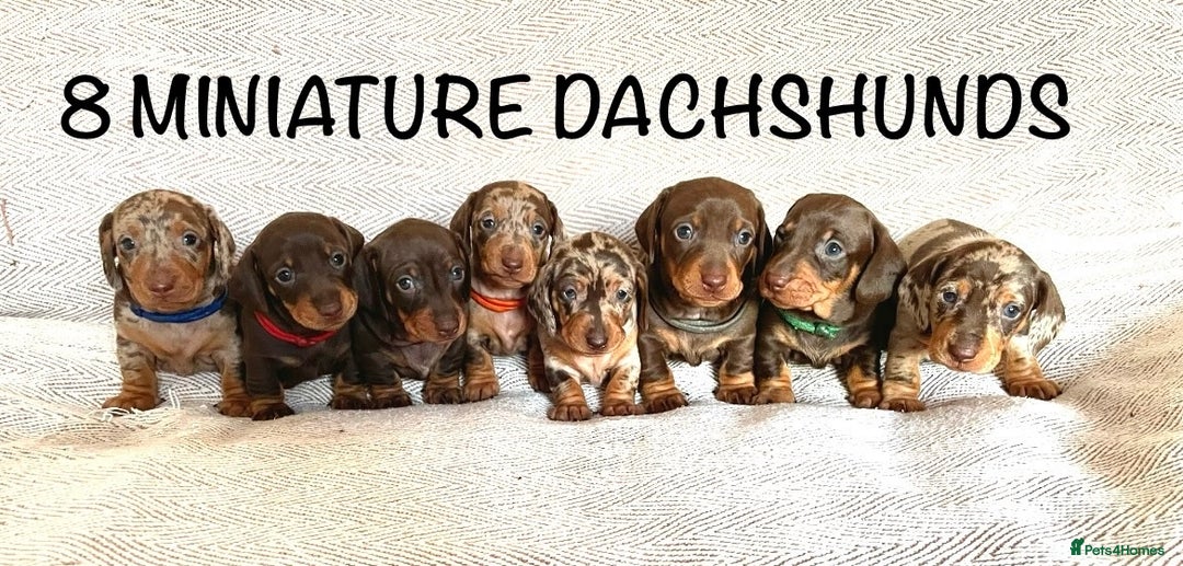 Miniature Dachshund dogs for sale: 8 MINIATURE DACHSHUNDS - Advert 1