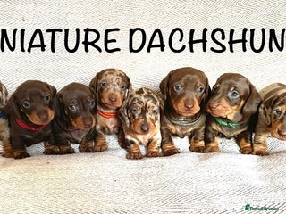 Miniature Dachshund dogs 8 MINIATURE DACHSHUNDS - Advert 3
