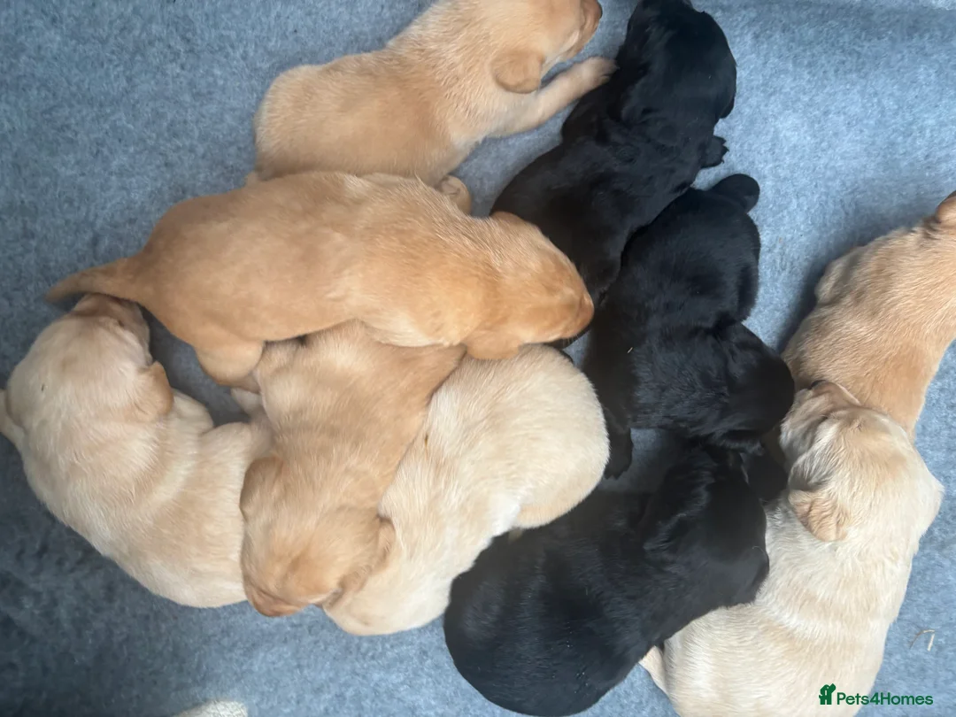 Labrador Retriever dogs for sale: Extensively health tested labrador puppies - Advert 2
