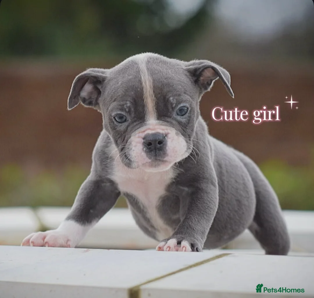 Old Tyme Bulldog dogs for sale: 23 years 5⭐️Rated Licensed professionals  - Advert 5