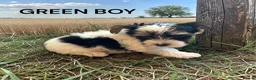 Biewer Terrier dogs for sale: biewer terriers  - Advert 1