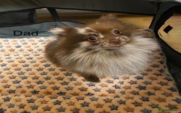 Pomeranian dogs for sale: Very adorable Pomeranian Puppies - Image 28