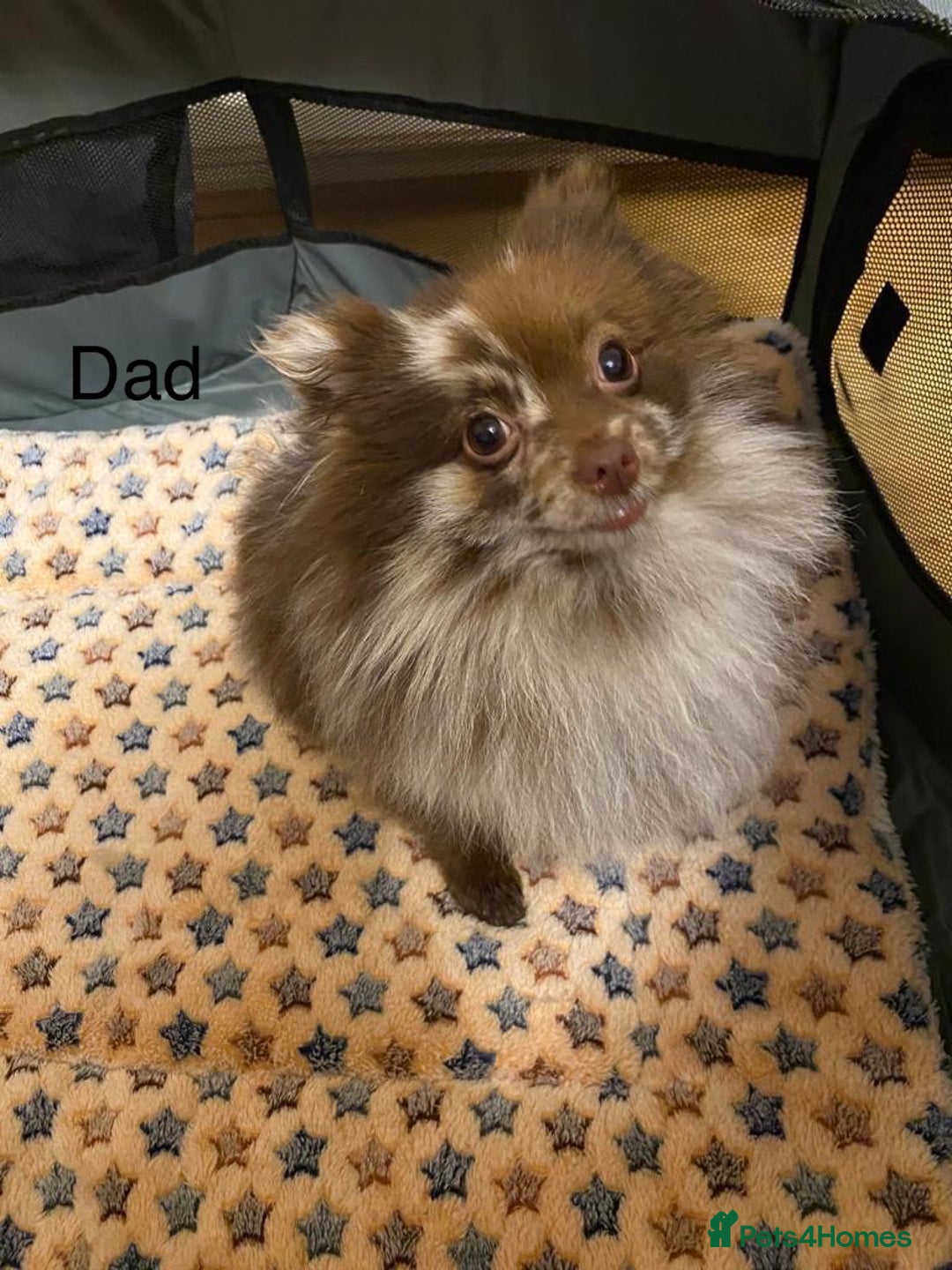 Pomeranian dogs for sale: Very adorable Pomeranian Puppies - Image 28