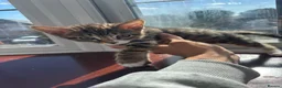Mixed Breed cats for sale: 4 brand new beautiful kittens 8 weeks old - Advert 4