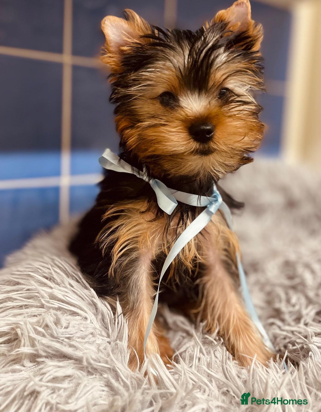 Yorkshire Terrier dogs for sale: Boy Yorkshire Terrier  - Image 3