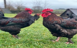 Mixed Breed birds for sale: Point of lay Hens & Pullets – VARIOUS BREEDS 🦚  - Image 35