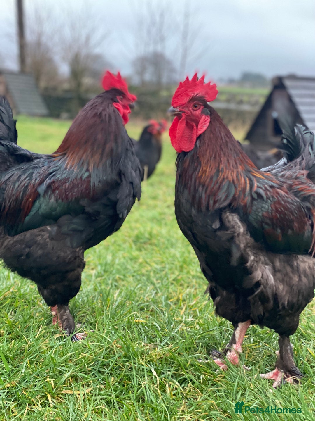 Mixed Breed birds for sale: Point of lay Hens & Pullets – VARIOUS BREEDS 🦚  - Image 35