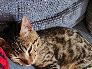 Bengal cats - Advert 2